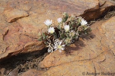 Delosperma purpureum, photographed by Andrew Hankey