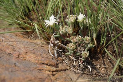 Delosperma purpureum, photographed by Andrew Hankey