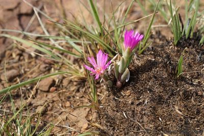 Delosperma purpureum, photographed by Andrew Hankey