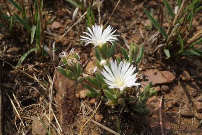 Delosperma purpureum, photographed by Andrew Hankey