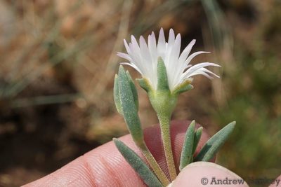 Delosperma purpureum, photographed by Andrew Hankey