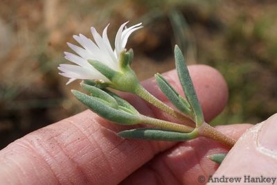 Delosperma purpureum, photographed by Andrew Hankey