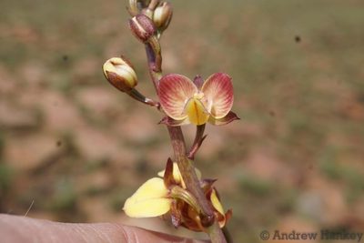 Eulophia tuberculata, photographed by Andrew Hankey