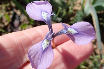 Moraea grandis, photographed by Peter Warren