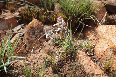 Syncolostemon pretoriae, photographed by Andrew Hankey