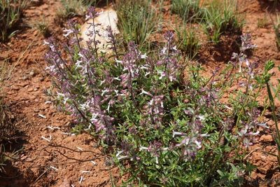 Syncolostemon pretoriae, photographed by Andrew Hankey