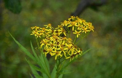Jacobaea cannabifolia, photographed by Валерия Ковалева