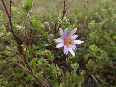 Grewia hispida, photographed by Andrew Hankey