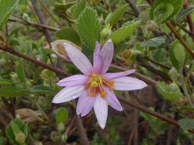 Grewia hispida, photographed by Andrew Hankey
