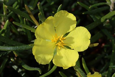 Hibbertia huegelii, photographed by T. Hammer