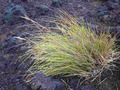 Festuca petraea, photographed by Manuel R Popp