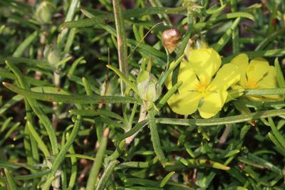 Hibbertia huegelii, photographed by T. Hammer