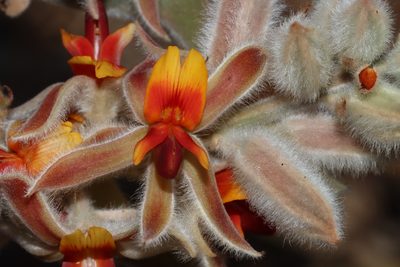 Jacksonia floribunda, photographed by T. Hammer