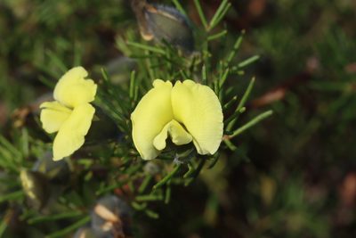 Gompholobium tomentosum, photographed by T. Hammer