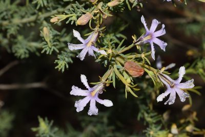 Leschenaultia floribunda, photographed by T. Hammer