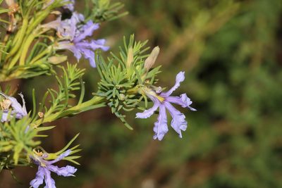 Leschenaultia floribunda, photographed by T. Hammer