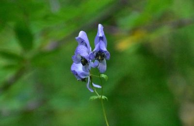 Aconitum fischeri, photographed by Валерия Ковалева