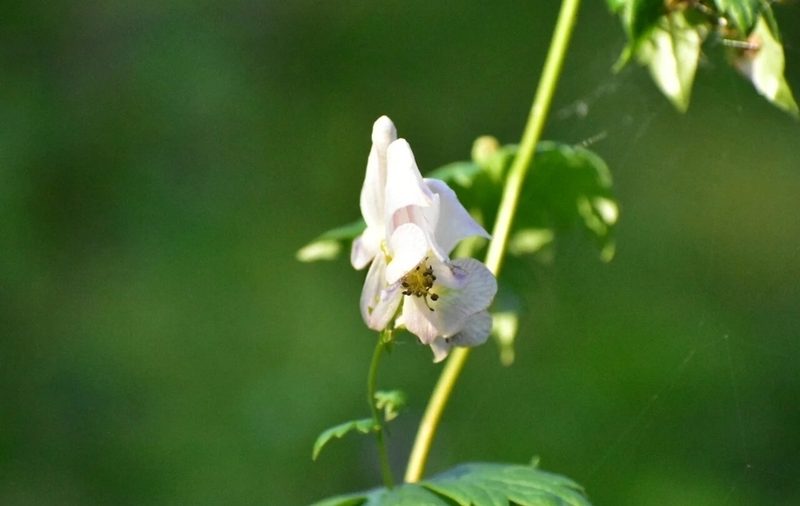 Aconitum fischeri, photographed by Валерия Ковалева