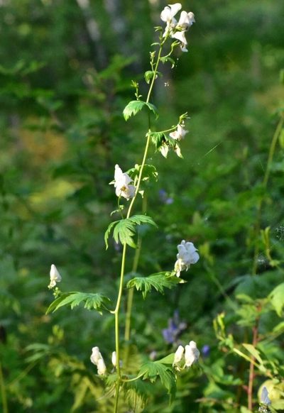 Aconitum fischeri, photographed by Валерия Ковалева