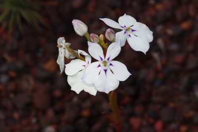 Isotoma hypocrateriformis, photographed by T. Hammer