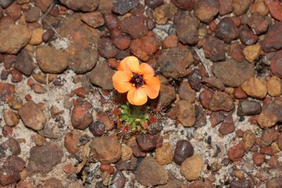 Drosera hyperostigma, photographed by T. Hammer