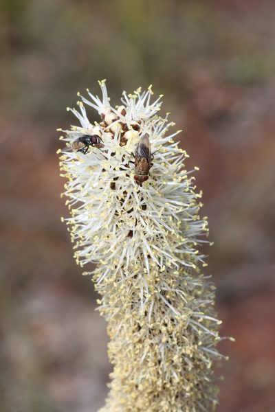 Xanthorrhoea gracilis, photographed by T. Hammer