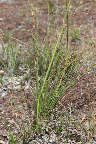Xanthorrhoea gracilis, photographed by T. Hammer