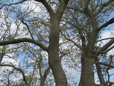 Quercus acutissima, photographed by Marco Mussita