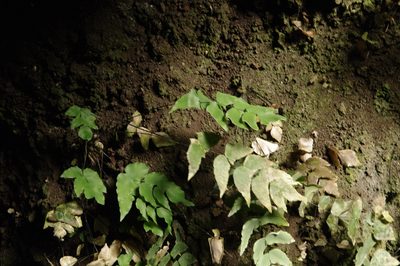 Adiantum macrophyllum, photographed by Eric Knight