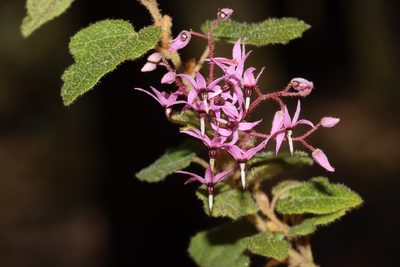 Lasiopetalum floribundum, photographed by T. Hammer