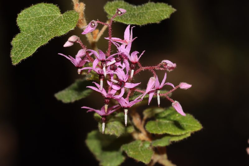 Lasiopetalum floribundum, photographed by T. Hammer