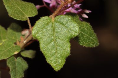 Lasiopetalum floribundum, photographed by T. Hammer