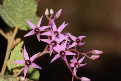 Lasiopetalum floribundum, photographed by T. Hammer