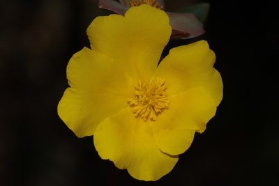 Hibbertia cunninghamii, photographed by T. Hammer