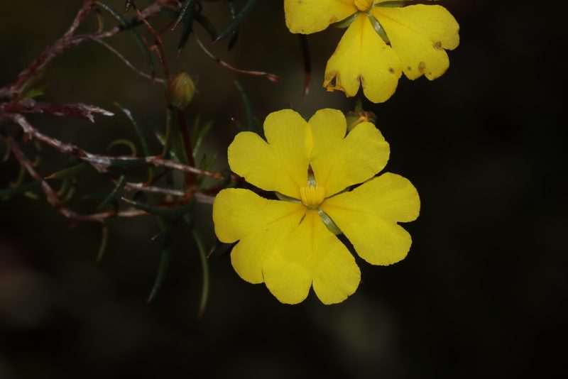 Hibbertia acerosa, photographed by T. Hammer