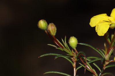 Hibbertia acerosa, photographed by T. Hammer
