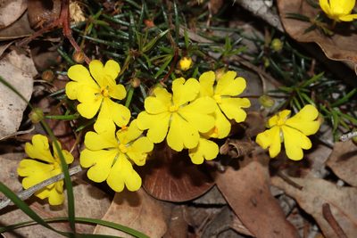 Hibbertia acerosa, photographed by T. Hammer