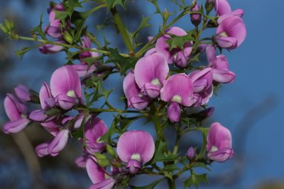 Mirbelia dilatata, photographed by T. Hammer