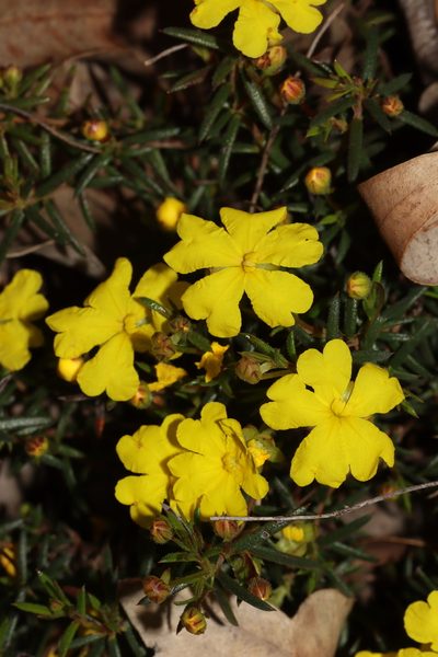 Hibbertia acerosa, photographed by T. Hammer
