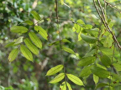 Garuga pinnata, photographed by Dinesh Valke