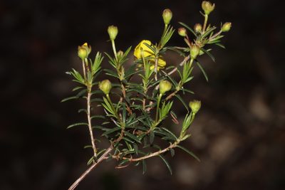 Hibbertia acerosa, photographed by T. Hammer