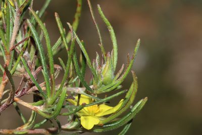 Hibbertia huegelii, photographed by T. Hammer