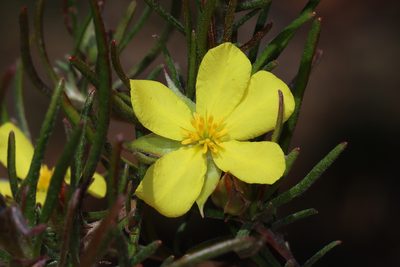 Hibbertia huegelii, photographed by T. Hammer