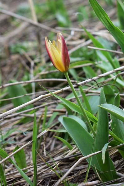 Tulipa kaufmanniana, photographed by Kudaibergen Amirekul
