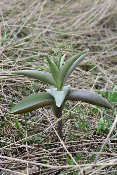 Fritillaria sewerzowii, photographed by Kudaibergen Amirekul
