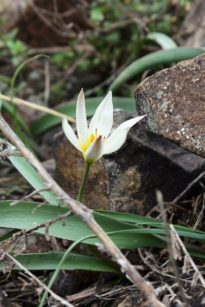 Tulipa turkestanica, photographed by Kudaibergen Amirekul