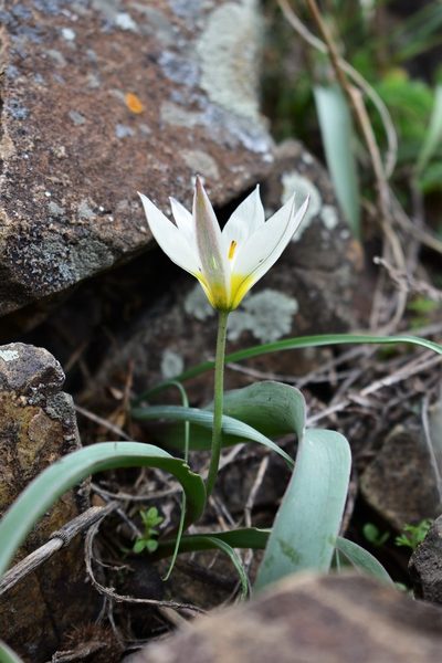 Tulipa turkestanica, photographed by Kudaibergen Amirekul