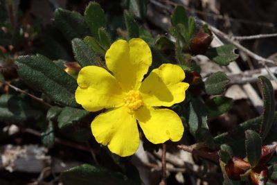 Hibbertia ovata, photographed by T. Hammer