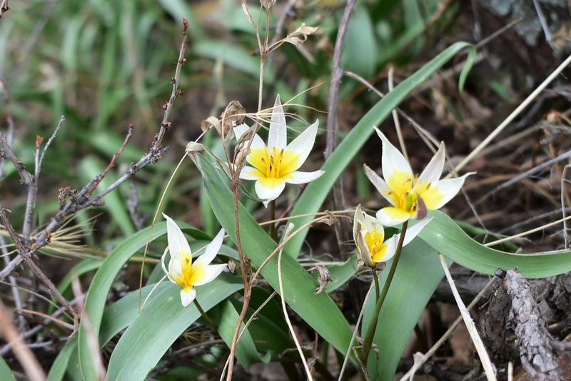 Tulipa turkestanica, photographed by Kudaibergen Amirekul