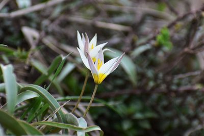Tulipa turkestanica, photographed by Kudaibergen Amirekul